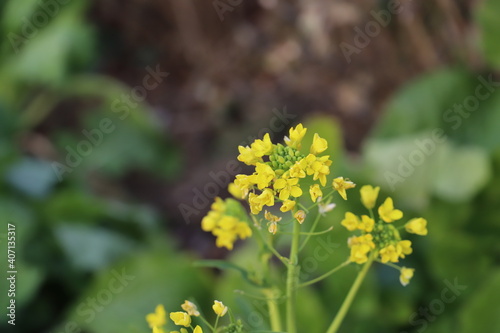 Fototapeta Naklejka Na Ścianę i Meble -  冬の野原に咲く黄色い菜の花