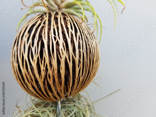 palm tree in the wind