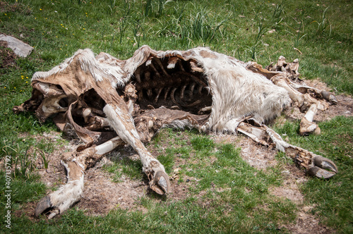 Vaca muerte encontrada en los pirineos durante una ruta de senderismo por el parque nacional de Ordesa y Monte Perdido photo