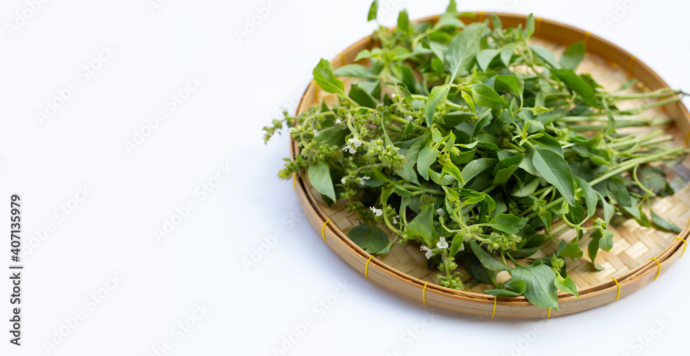 Hairy Basil in bamboo basket on white background. Hairy Basil in bamboo basket on white background.