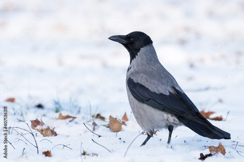 A Crow Walking through the Snow in Search for Food A Crow Walking through the Snow in Search for Food
