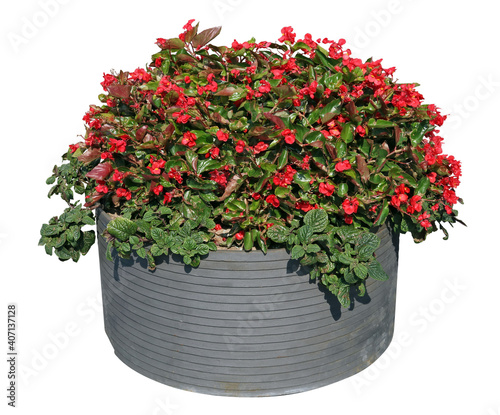 Cultivated streets  red begonia  flowers grow in flowerpot isolated photo