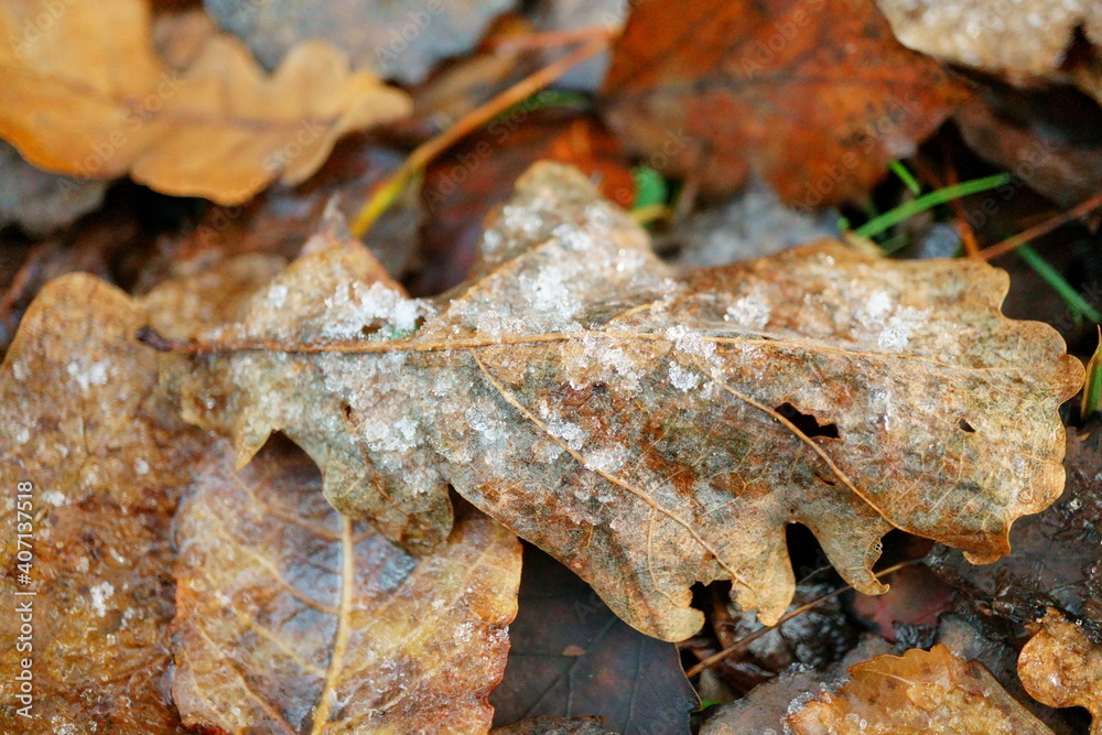 Macro photography of fallen aged oak leaf with frost in winter forest Macro photography of fallen aged oak leaf with frost in winter forest