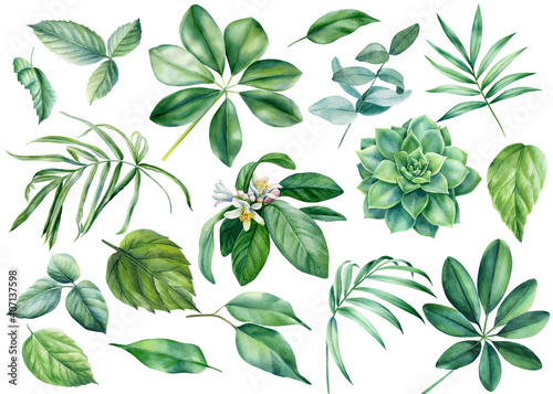 Flora design elements. Leaves of tropical plants on white background  watercolor botanical illustration