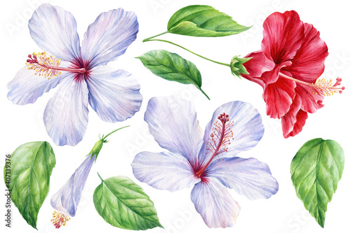 Set of Hibiscus flower  leaf  buds on isolated white background  watercolor illustration