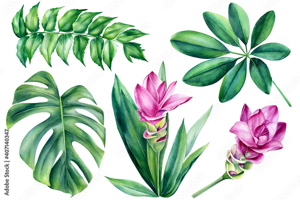 Set of jungle flora, monstera leaf, turmeric flower on isolated white background, watercolor illustration