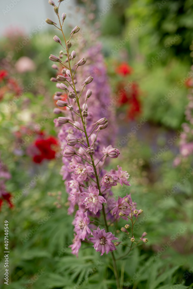 flowers in the garden