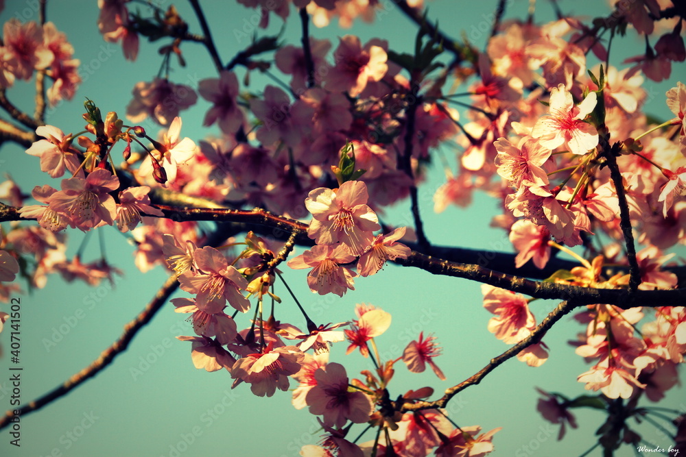 桜の花 桜の花