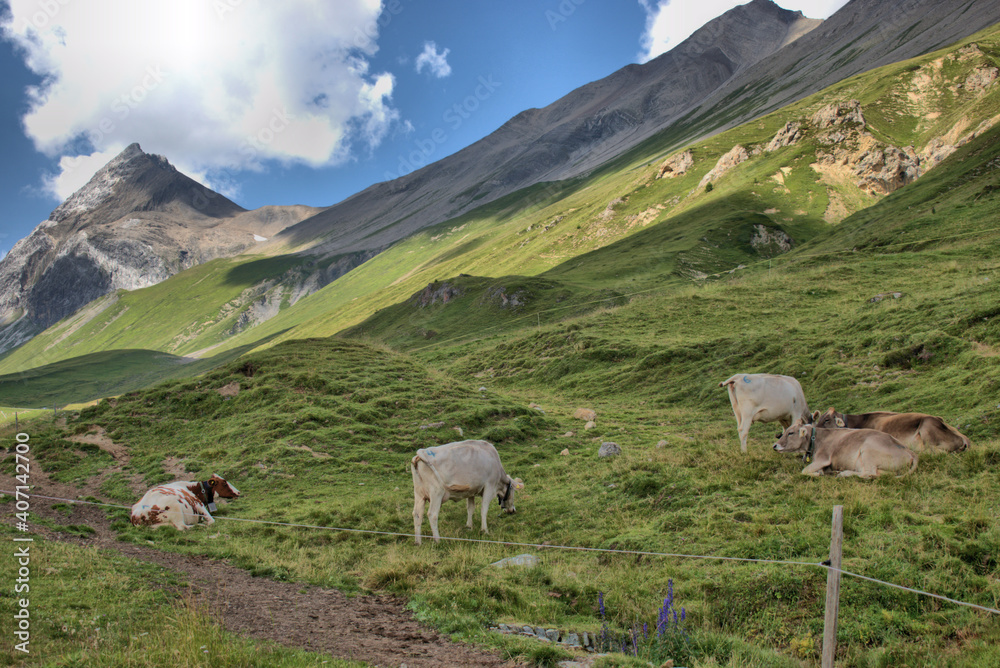 Kuhherde auf einer Alpenwiese am Albulapass in der Schweiz 12.8.2020