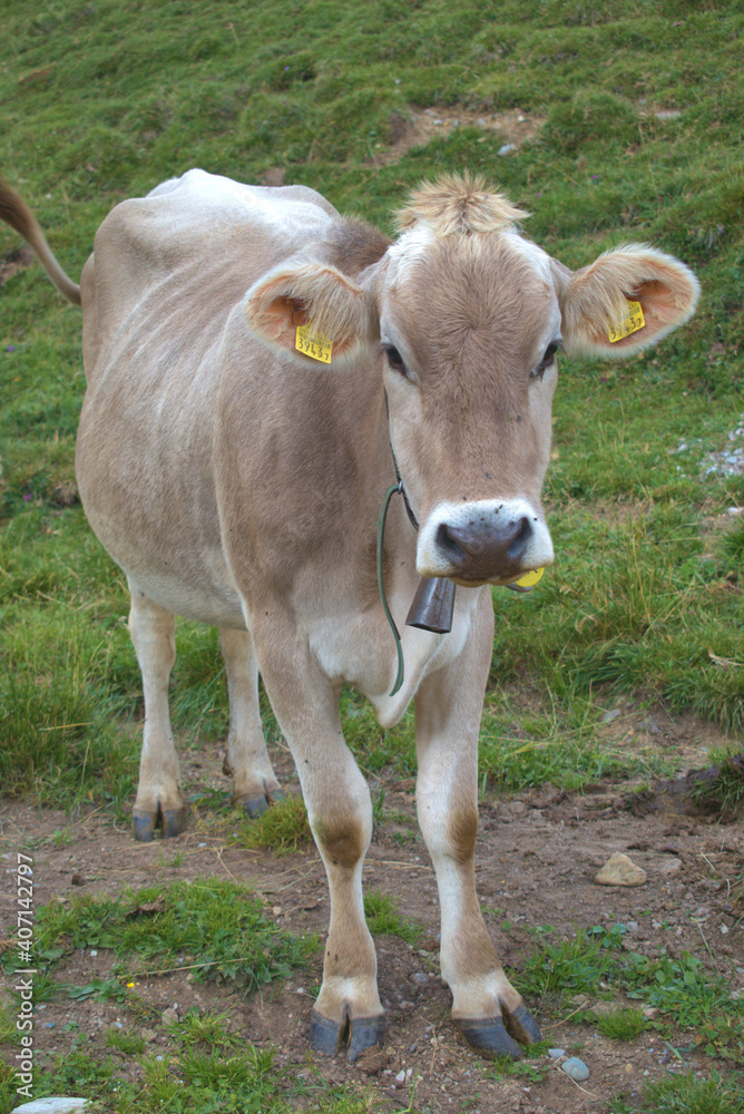 Kuh auf einer Alpenwiese am Albulapass in der Schweiz 12.8.2020