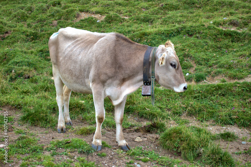 Kuh auf einer Alpenwiese am Albulapass in der Schweiz 12.8.2020 © Robert