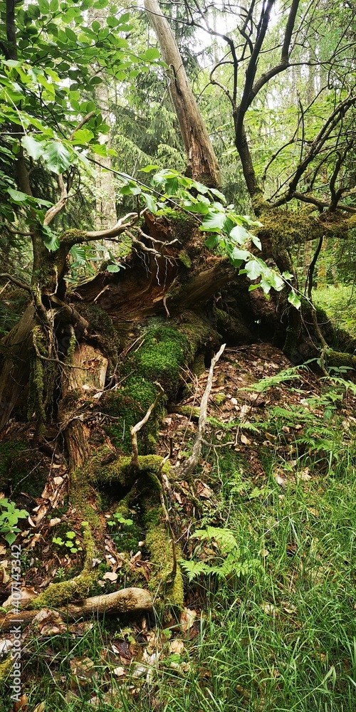 Totholz am Kohlbachwanderweg