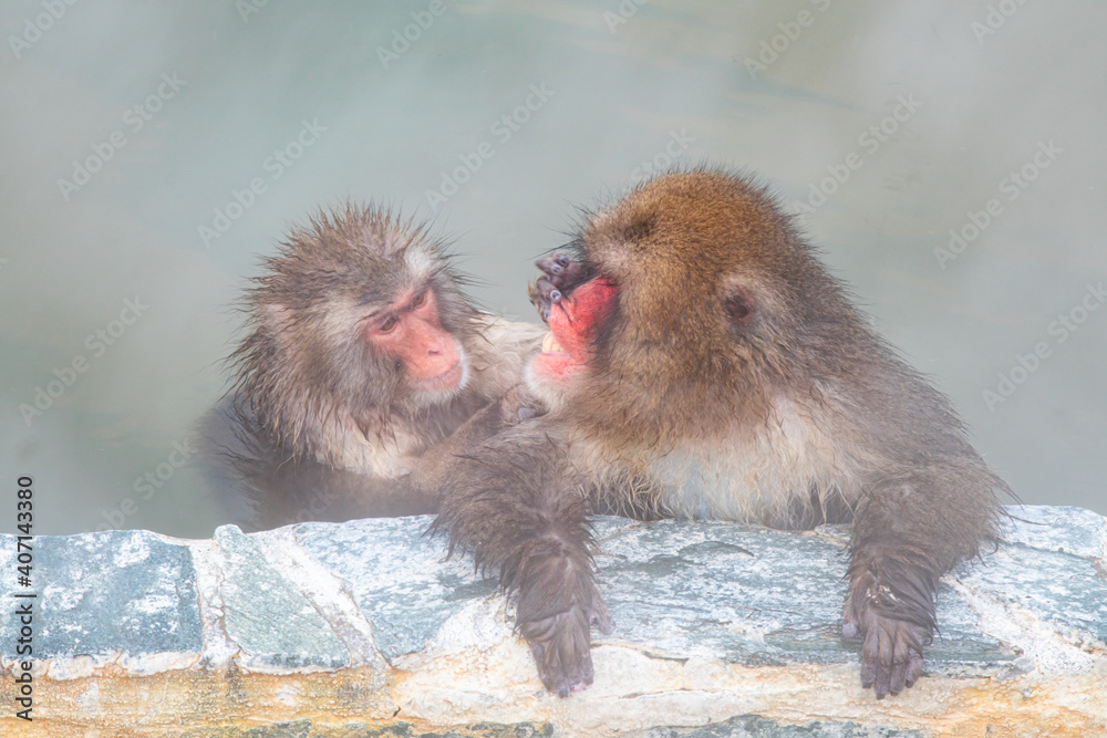 Naklejka premium 寒い冬に温泉で温まるニホンザル