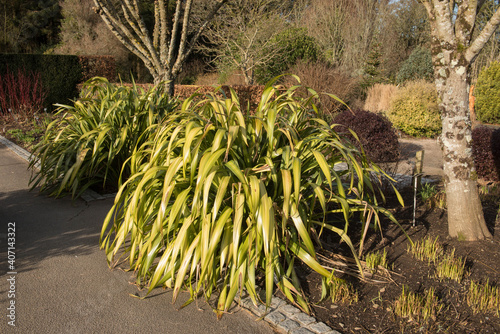 Winter Sun on an Evergreen Phormium 'Yellow Wave' Plant (New Zealand Flax Lily) Growing in a Garden in Rural Devon, England, UK photo