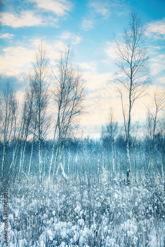 Fototapeta Naklejka Na Ścianę i Meble -  Birch Forest by Winter