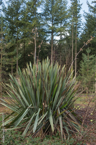 Winter Foliage of an Evergreen New Zealand Flax or Common Flax Lily (Phormium tenax) with Douglas fir Trees in the Background in a Woodland Garden in Rural Devon, England, UK