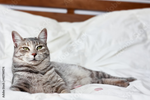 Funny, cute, striped gray domestic cat playing with pink hearts on white blanket on bed. Veterinary and Internatinal cat day concept. Valentines Day cat. Selective focus.