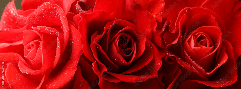 Beautiful red roses with dew, close up Beautiful red roses with dew, close up