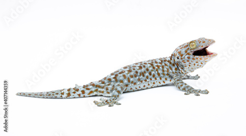 gecko on white background. Tropical asian geckos, True geckos. © ooddysmile