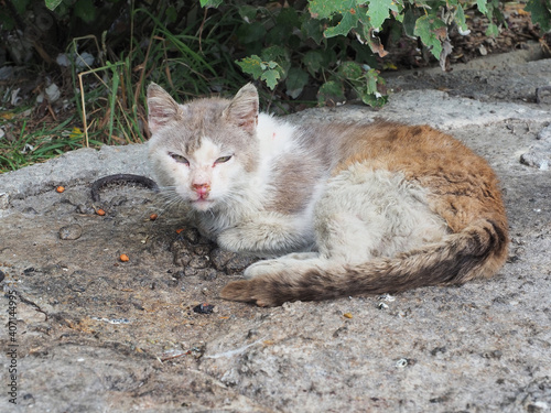 Bild auf Leinwand A street cat with a sick snotty nose and dirty hair lies in the yard