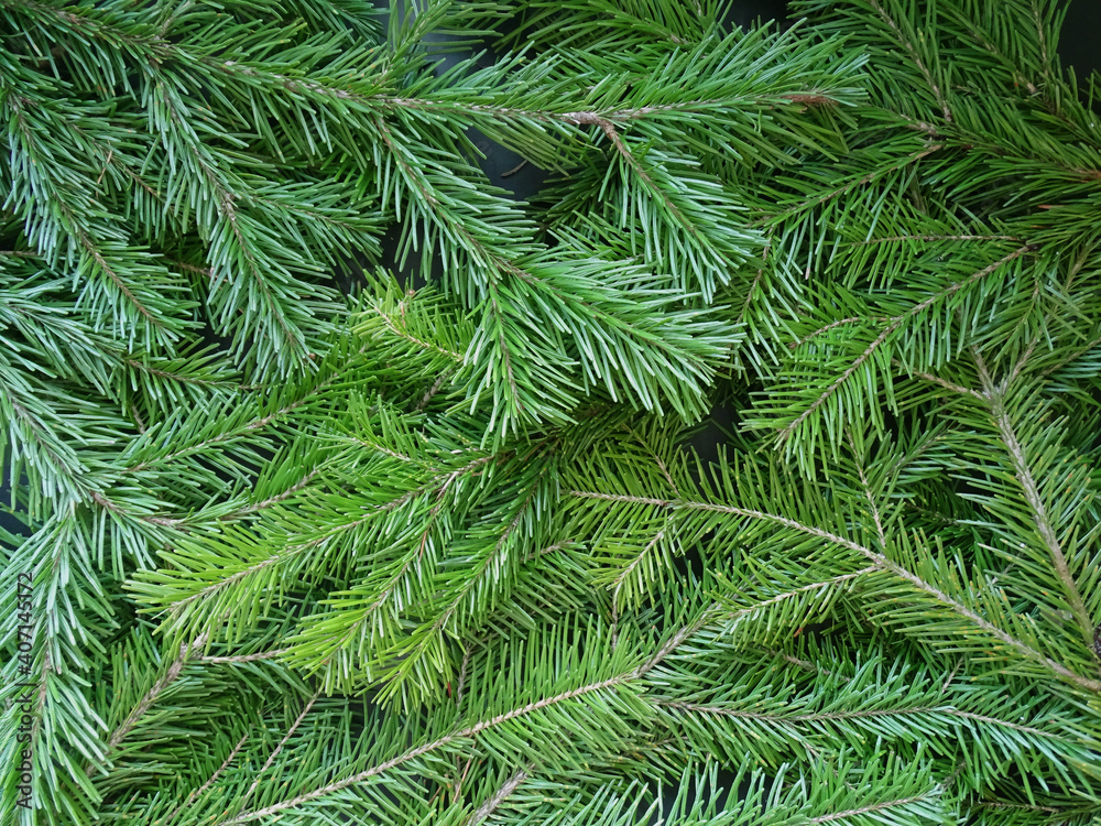 solid background of green fir branch
