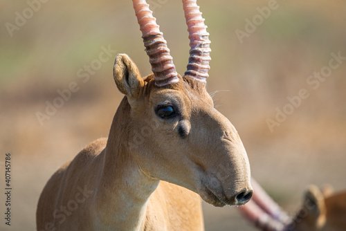 Portrait of male Saiga antelope or Saiga tatarica