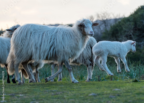 Il salto dell'agnello 2 photo