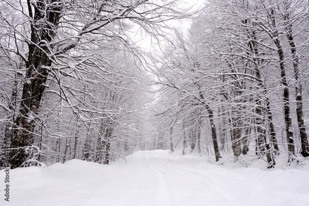 snow covered trees in winter snow covered trees in winter
