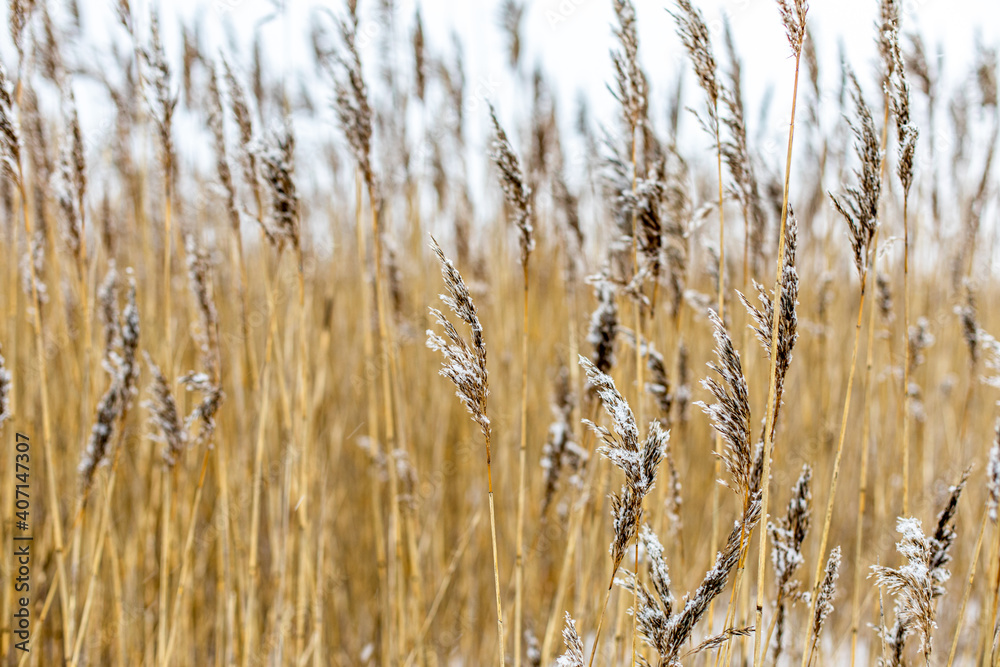 reed plants winter3 reed plants winter3