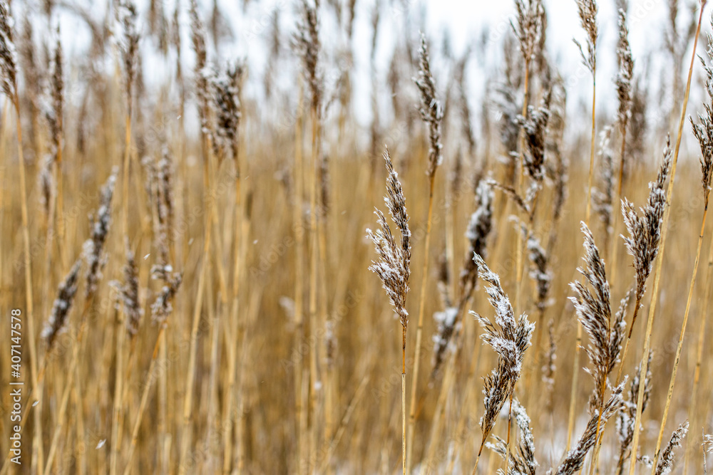 Fototapeta premium reed plants winter2