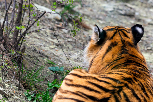 The back of the tiger lying on the ground