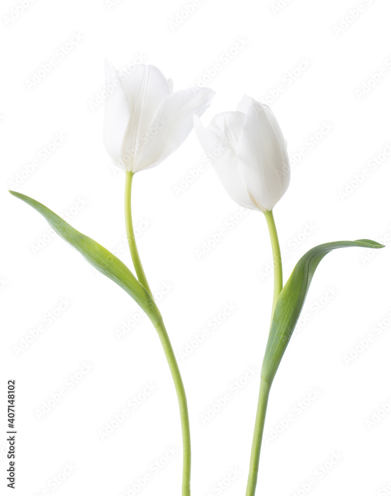 Two white Tulips isolated on white background.