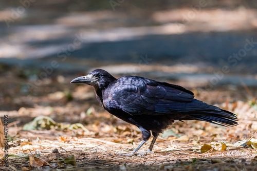 Rook bird or Corvus frugilegus on a ground