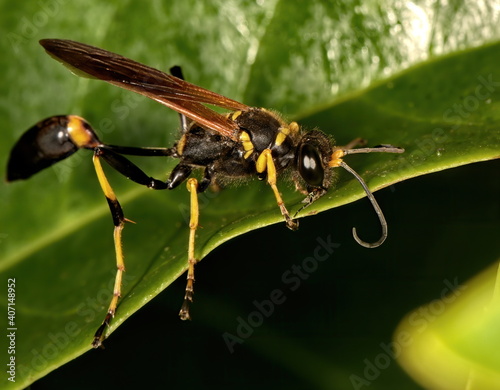 A macro photograph of a Black and yellow mud dauber standing on a green leaf. photo
