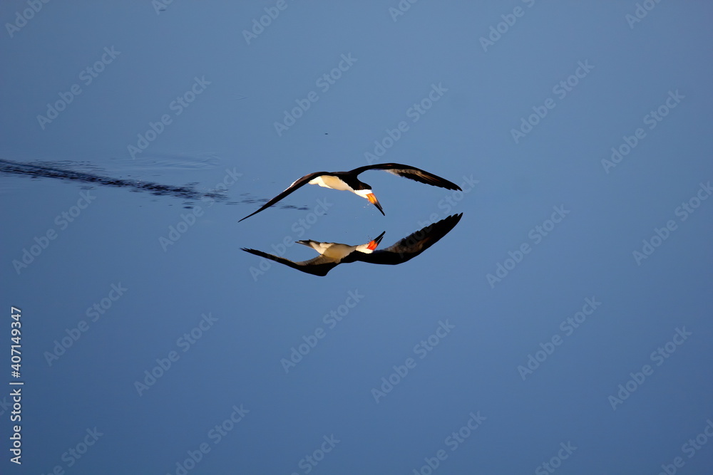 Lone Black skimmer crossing calm waters with reflection. Rynchops niger.