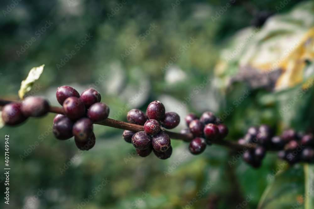 Red ripe arabica coffee under the canopy of trees in the forest,Agriculture hand picking coffee Red ripe arabica coffee under the canopy of trees in the forest,Agriculture hand picking coffee