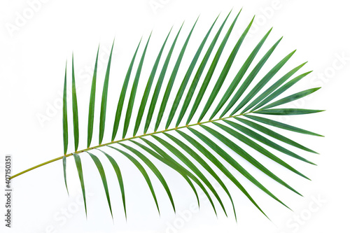 leaves of palm tree isolated on white background, summer background