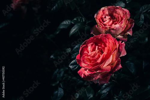 Roses in garden photo