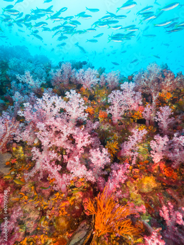 Fototapeta Naklejka Na Ścianę i Meble -  Light pink soft corals and schooling Fusiliers (Mergui archipelago, Myanmar)