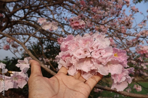 Sakura flowers pink (Prunus cerasoides) blooming on hand in the garden closeup. © angei535