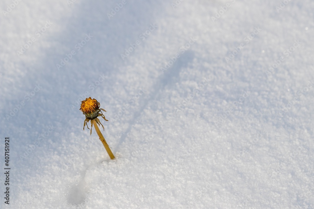 Winter background - a dandelion makes its way through a dense cover of snow towards the sun