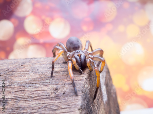 macro spider bokeh background