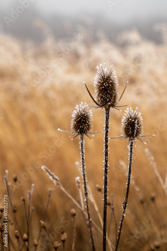Frosty withered Dipsacus in close-up