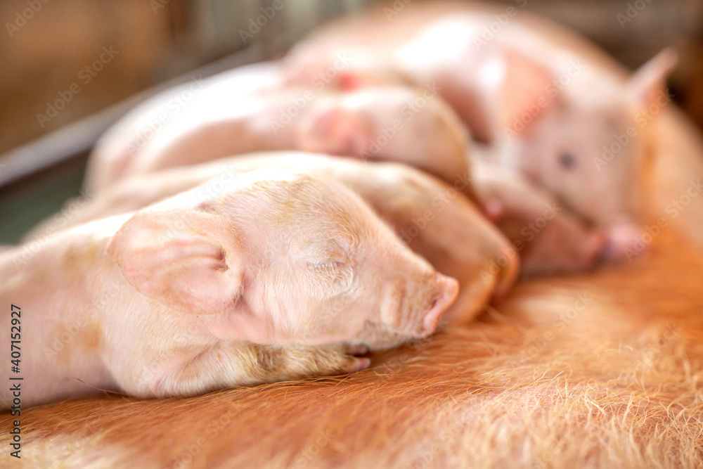 Group of small pigs sleep peacefully on there mother at piglet