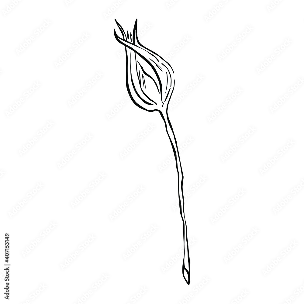 Bud. Stem. Flower. Thorns. The Rose. Black and white illustration. Isolated element on a white background. Vector. Eps 10. Bud. Stem. Flower. Thorns. The Rose. Black and white illustration. Isolated element on a white background. Vector. Eps 10.