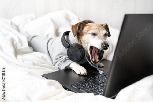 Speaking, open mouth in surprise, shocked tired bored dog Jack Russell terrier  yawns in grey hoodie and headphones using laptop computer in white bed. Freelancer working remotely. Funny pets theme photo