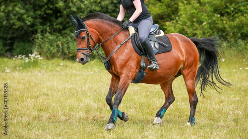 Horse eventing Freiberger breed with rider galloping on a meadow, rider with a firm hand on the reins..