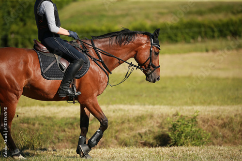 Horse eventing warmblood with rider in step on a meadow..