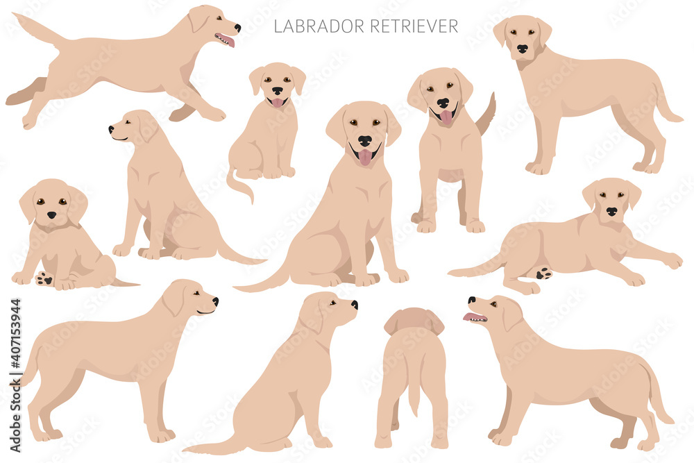 Labrador retriever dogs in different poses and coat colors. Adult and puppy dogs