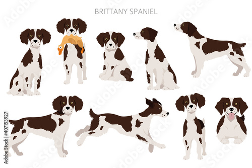 Brittany spaneil clipart. Different poses set. Adult and puppy dogs infographic